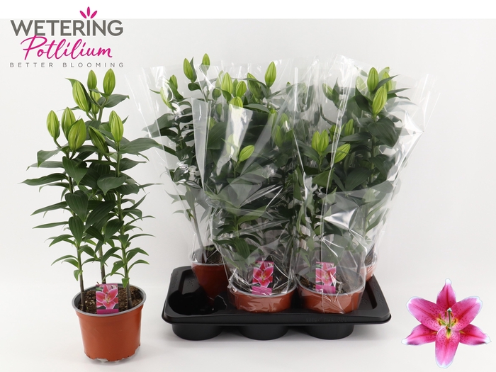 <h4>LIL OR SUNNY ROBYN</h4>