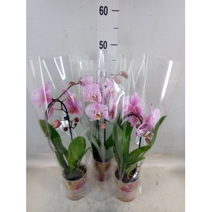 Phalaenopsis  'Elegant Cascade'