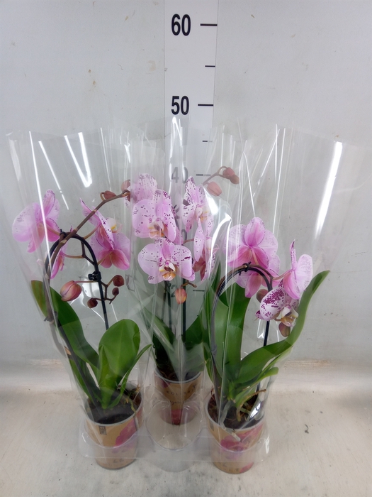 <h4>Phalaenopsis  'Elegant Cascade'</h4>