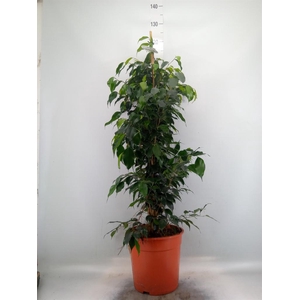 Ficus benja. 'Danielle'