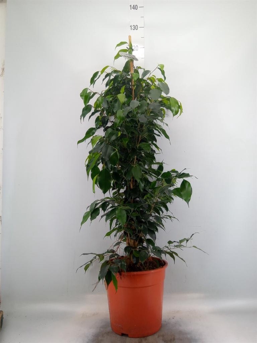 <h4>Ficus benja. 'Danielle'</h4>