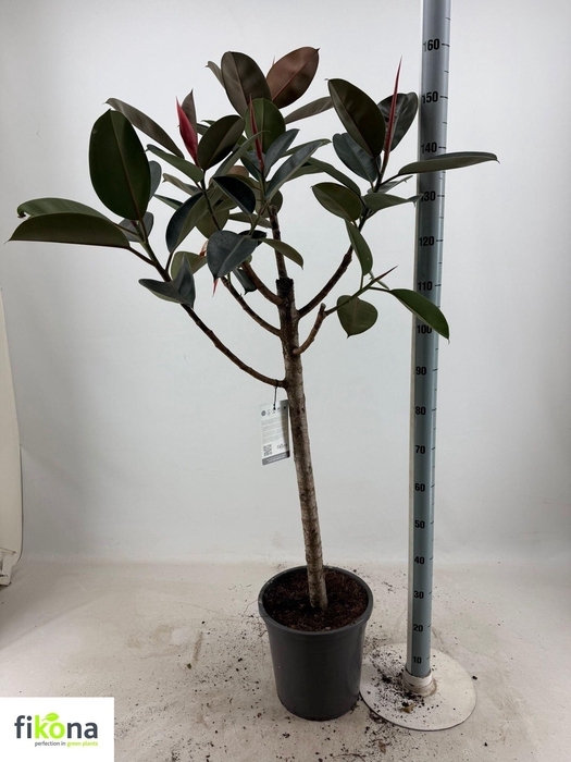 <h4>FIC EL BURGUNDY</h4>