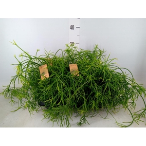 Rhipsalis baccifera 'Oasis'