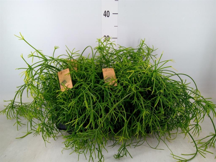 <h4>Rhipsalis baccifera 'Oasis'</h4>