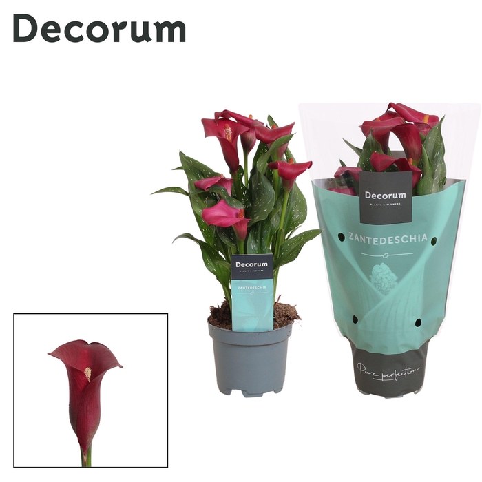 <h4>Zantedeschia (Calla) Rood (Decorum)</h4>