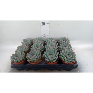 Echeveria  'Apus'