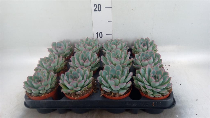 <h4>Echeveria  'Apus'</h4>