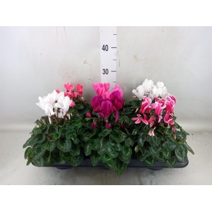 Cyclamen MD 'Allure'