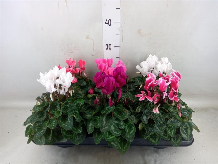 <h4>Cyclamen MD 'Allure'</h4>