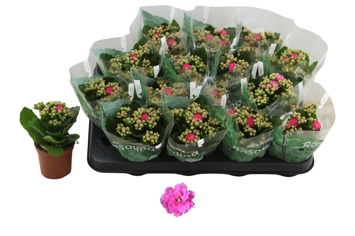 <h4>KAL GE NANDO PINK</h4>