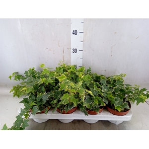 Hedera   ...variegated