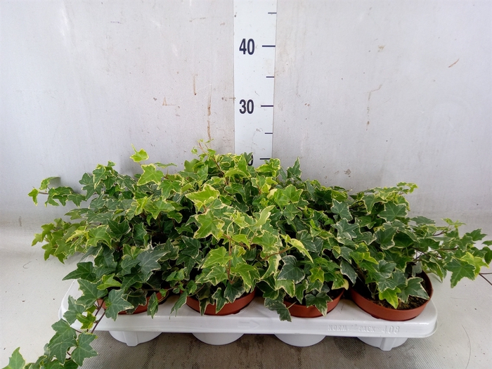<h4>Hedera   ...variegated</h4>
