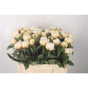 Paeo L Kelways Glori