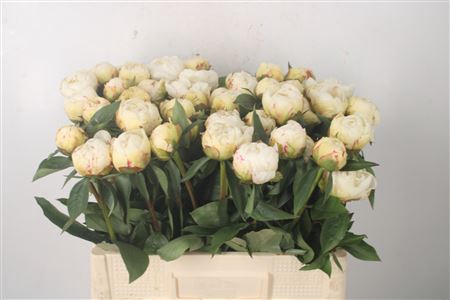 <h4>Paeo L Kelways Glori</h4>