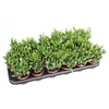 Crassula Ovata Hobbit, CR8050