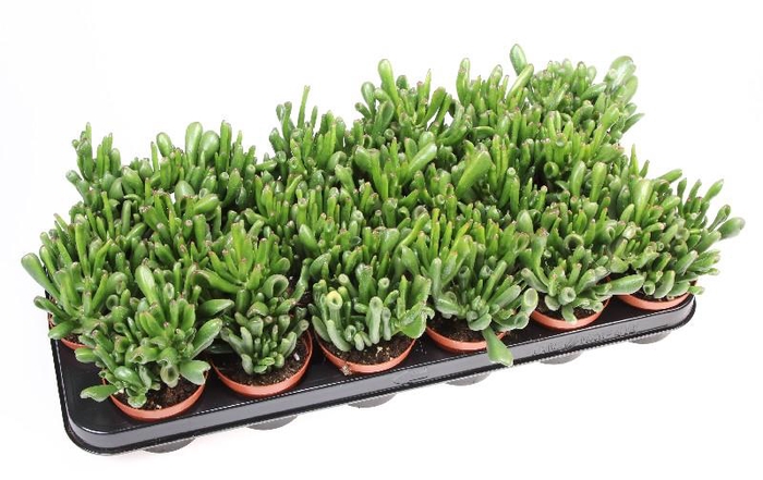 <h4>Crassula Ovata Hobbit, CR8050</h4>