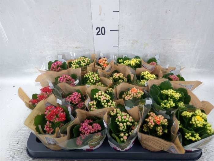 Kalanchoe blos. 'RosDon Collection'