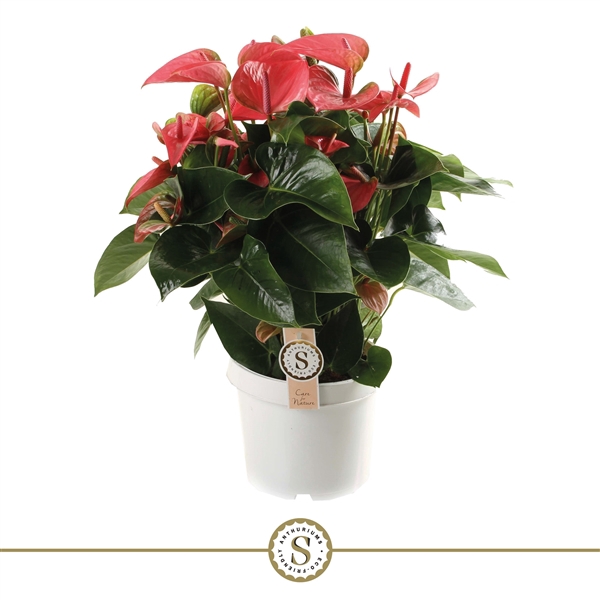 <h4>Anthurium Pink Champion 21cm</h4>