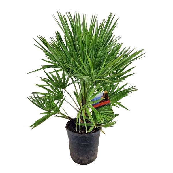 <h4>Chamaerops Humilis</h4>