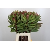 Protea Robijn