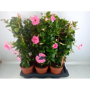 Mandevilla sand. 'QoSum Velvet Ros'