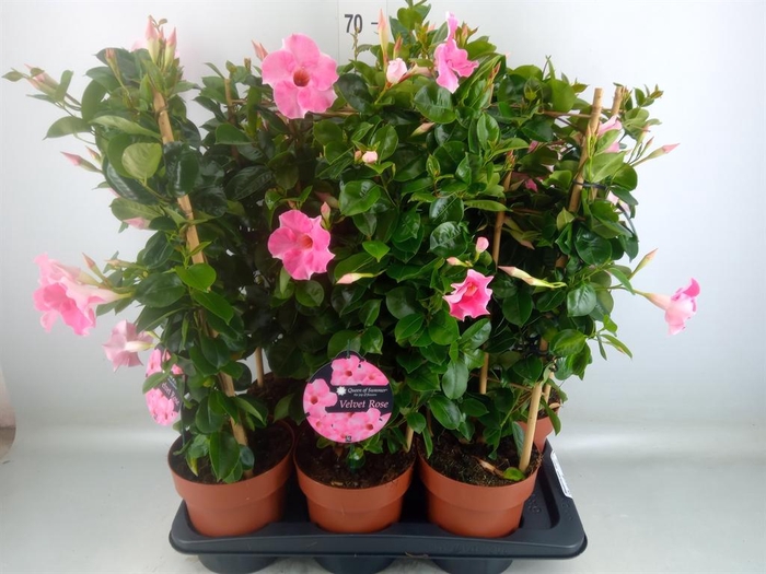 <h4>Mandevilla sand. 'QoSum Velvet Ros'</h4>