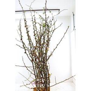 Chaenomeles Jap Salmon Pink 160 180cm P Stem X10