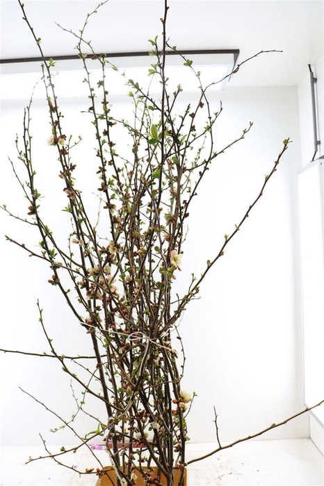 <h4>Chaenomeles Jap Salmon Pink 180 200cm P Stem X10</h4>