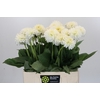Dahlia Snow Cap
