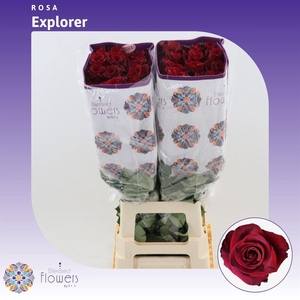 Rosa gr Explorer