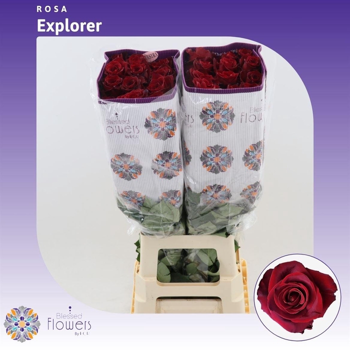 Rosa gr Explorer