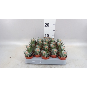 Haworthia fasciata 'Big Band'