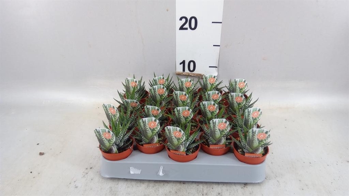 <h4>Haworthia fasciata 'Big Band'</h4>