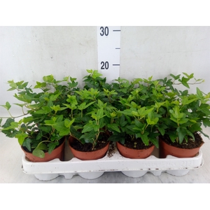 Hedera helix 'Shamrock'