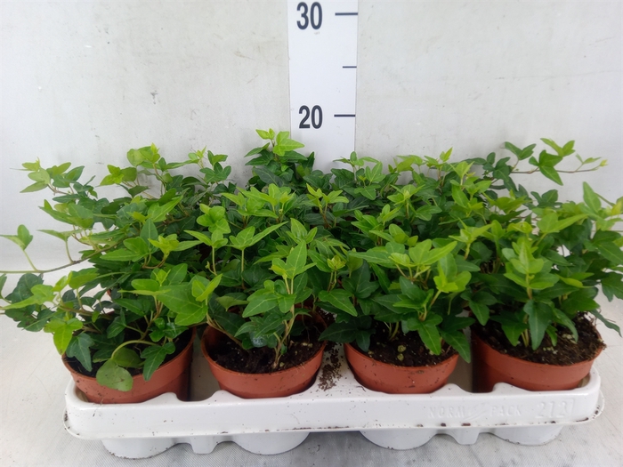 <h4>Hedera helix 'Shamrock'</h4>