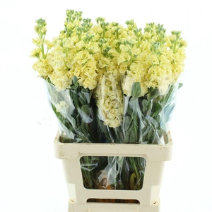 MATTH IRON YELLOW