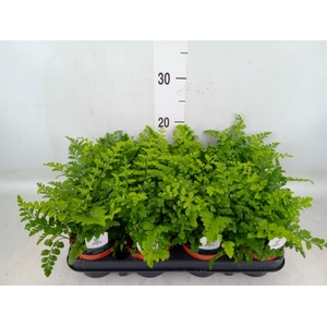 Asplenium  'Parvati'