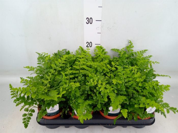 <h4>Asplenium  'Parvati'</h4>