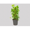 JIBOIA VERDE P30