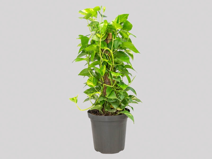 JIBOIA VERDE P30