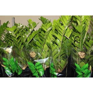ZAMIOCULCAS PREMIUM P17 PREMIUM