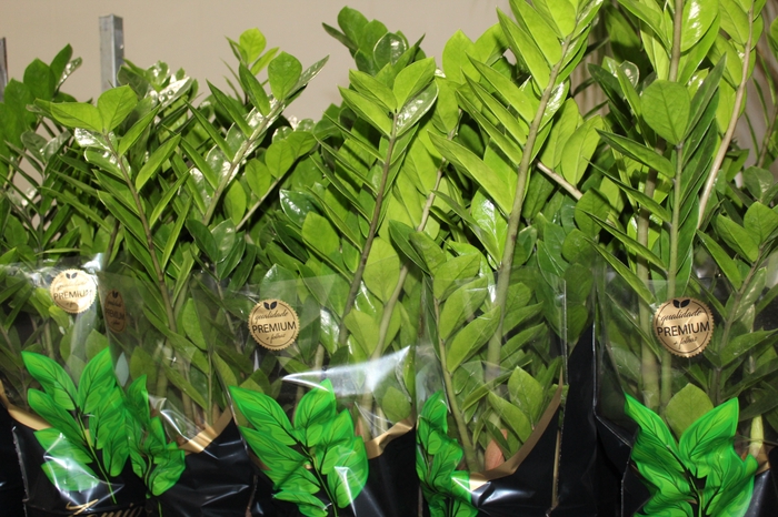 <h4>ZAMIOCULCAS PREMIUM P17 PREMIUM</h4>