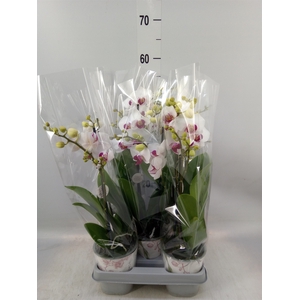 Phalaenopsis   ...white