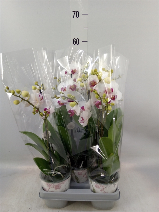 <h4>Phalaenopsis   ...white</h4>