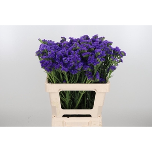 Limonium Crystal Dark Blue
