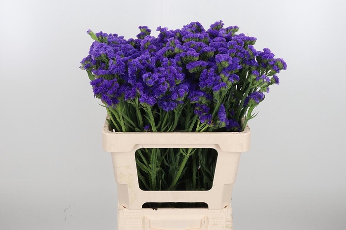<h4>Limonium Crystal Dark Blue</h4>