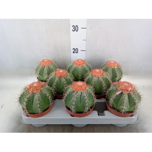Melocactus matanzanus