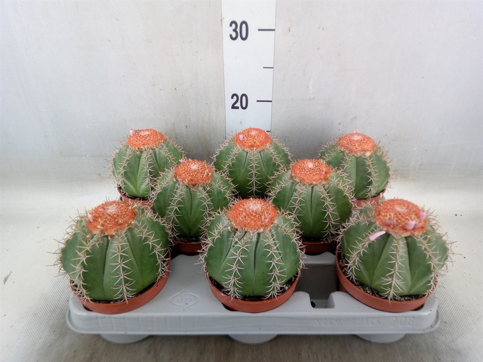 <h4>Melocactus matanzanus</h4>