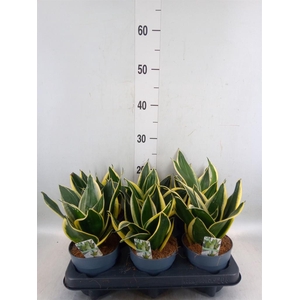 Sansevieria trifa. 'Hahnii'