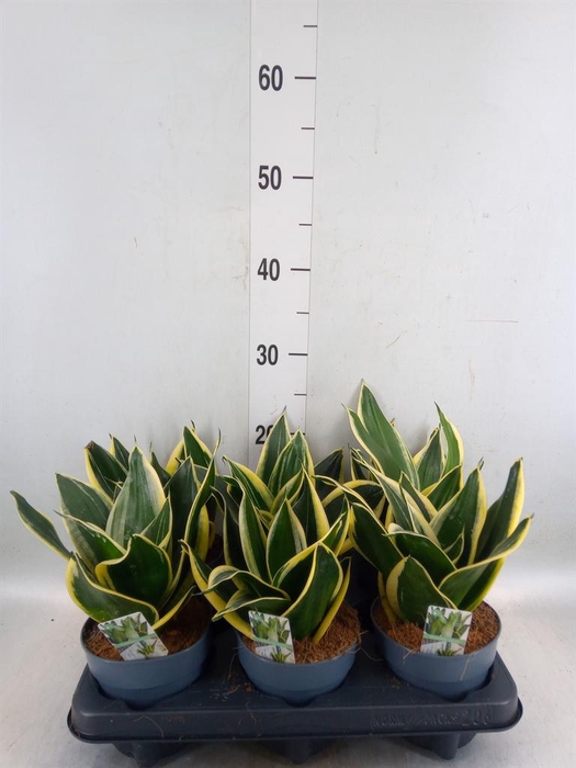 <h4>Sansevieria trifa. 'Hahnii'</h4>